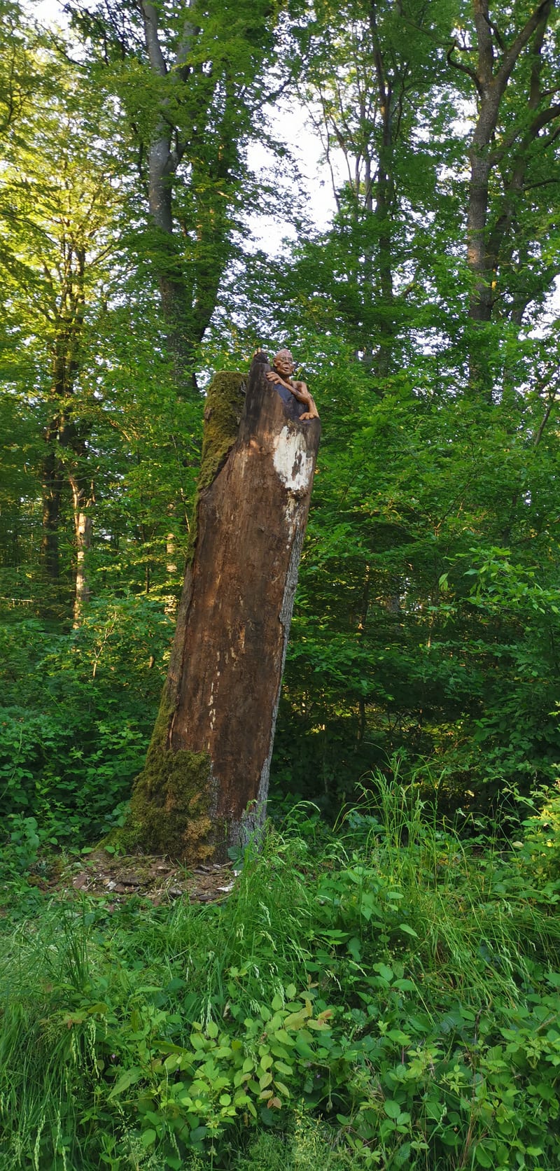 La forêt du Buchholz, vue 8